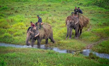 Chitwan Jungle Safari Tour